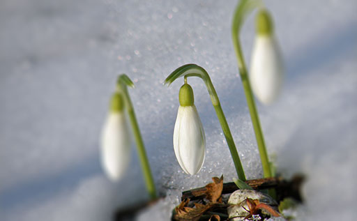 snowdrops